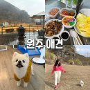 애견사랑 | 원주 애견운동장 ‘뛰어멍’ 후기｜2000평 초대형 잔디 + 독채 글램핑까지! 소형견 천국 발견✨