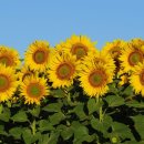 해바라기 이미지