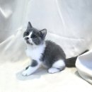 요미캣 고양이분양 일산점 이미지