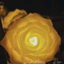 [옥정서부]페이퍼플라워  「장미조명」 이미지