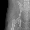 의정부 24시 IU 동물병원 이미지