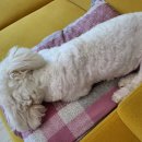 용인해성동물병원 이미지