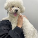 서울준동물병원 이미지