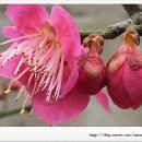 홍매화 민박 이미지