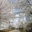 야당과선교 앞 | 파주 탈모 생장케어 프로그램으로 유명한 &#34;3.14brow&#34;