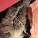 하슬라동물병원 이미지