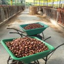 람세스한우농장 이미지