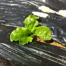 지연2농장 이미지