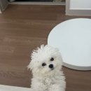 고마워 - 의정부시 행복로 44 | [서울/신대방]🐶보라매 애견미용 고마워강아지 미용 후기