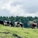 아침목장 이미지