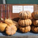 농부네텃밭민박 이미지