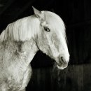 주석농장 이미지