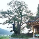 순천-36호 이미지