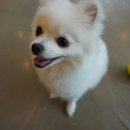 루루애견 이미지