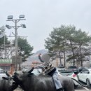 소싸움경기장 | 청도여행) 청도 소싸움 경기장 후기 / 일정, 배팅방법