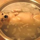 뽀송강아지 이미지