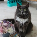 싸다구펫 이미지