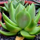 창전농장 이미지