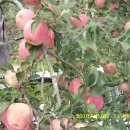 참이슬 농원 이미지