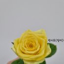 프렌치가든 이미지