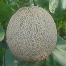 기담농장 이미지