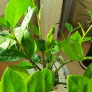 차식농장 이미지