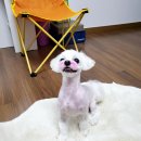 에이치독 트리밍 이미지