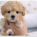 애니멀즈동물병원 | 애니멀즈동물병원에서 우리 반려동물을 위한 특별한 케어를 경험해요! 🐾