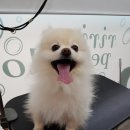 리리 펫살롱 이미지