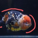 영걸농장 이미지