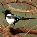 까치소리 이미지