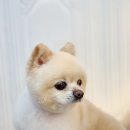 도블리펫 이미지