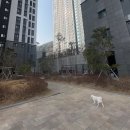 강아지 사료 추천 캐나다 청정사료 베지독 치킨앤 피쉬 포뮬러 한달 급여 후기