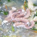 서해백합