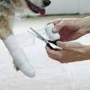 센트럴 동물메디컬센터 이미지