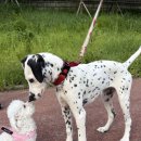 놀러오개 애견유치원 애견호텔 의정부점 이미지