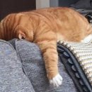 나만 없어 고양이 이미지