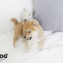 시바견분양.kr 이미지