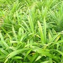 골든바나나소프트 이미지