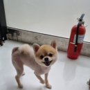 유니댕댕 이미지