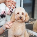 고려동물병원 미용실 이미지