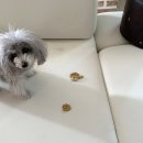 나을동물병원 이미지