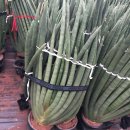 남사농장 이미지