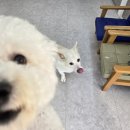 몽이네컷 이미지