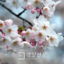 봄꽃 개화시기~ 이미지