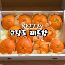 제주어멍농장 | 고당도 레드향 어멍똘농장 설선물로 준비해 보아요.