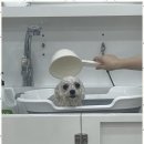 강아지 미용실 이미지