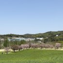 대촌중앙 | 당진 카페피어라 청보리밭 웨이팅 꿀팁 반려견 동반 가능