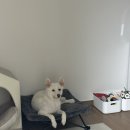 한사랑펫 이미지