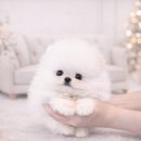 도그플러스 애견미용 이미지